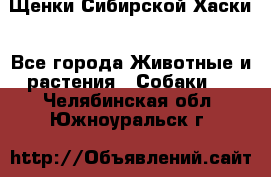 Щенки Сибирской Хаски - Все города Животные и растения » Собаки   . Челябинская обл.,Южноуральск г.